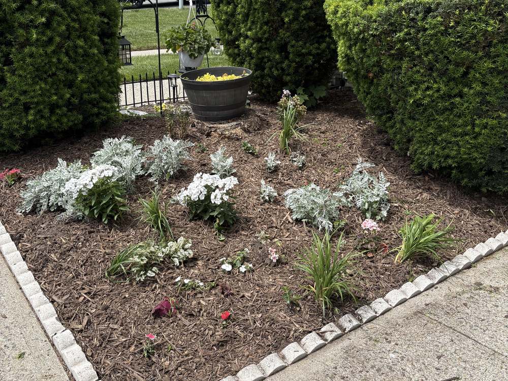The same flower bed weeded, planted and freshly mulched