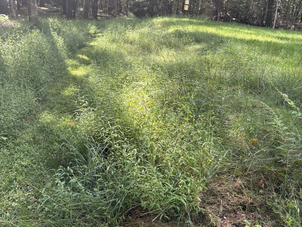 Overgrown field with waist-high grass and weeds before cutting