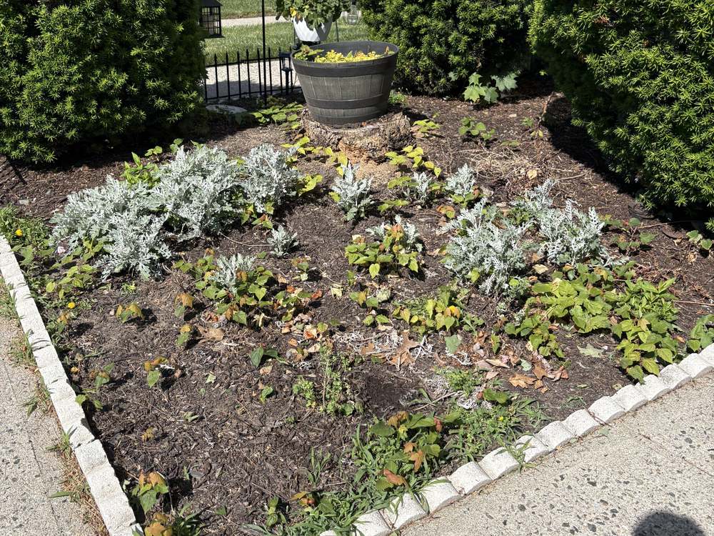 Flower bed choked with weeds and bare patches before cleanup